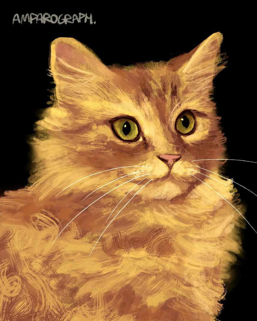 "Gato naranja" "Gato naranja"